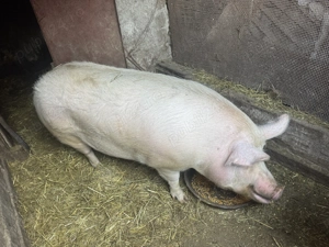 Vând porc de carne Rasă  Pietrain 