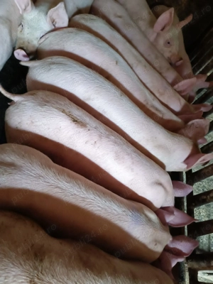 Șoldani 30-40kg Pic - imagine 5