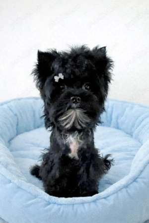 Yorkshire terrier standard  5 luni 