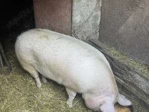 Vând porc de carne Rasă  Pietrain  - imagine 4