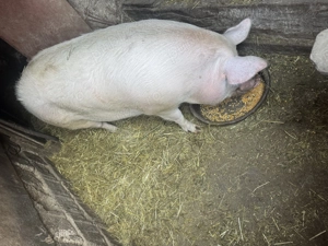 Vând porc de carne Rasă  Pietrain  - imagine 3