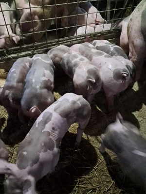 Purcei pietrain de vanzare - imagine 2