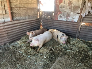 Porci crescuți în gospodarie 90-150 kg - imagine 3