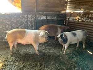 Porci crescuți în gospodarie 90-150 kg