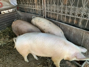 Porci crescuți în gospodarie 90-150 kg - imagine 2