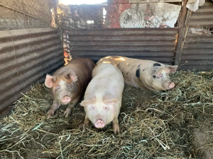 Porci crescuți în gospodarie 90-150 kg - imagine 4