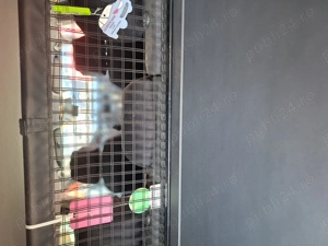 De vînzare opel vectra c combi - imagine 5