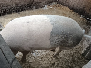 Porc de vânzare  - imagine 2