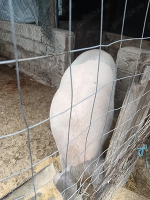 Porc de vânzare  - imagine 3