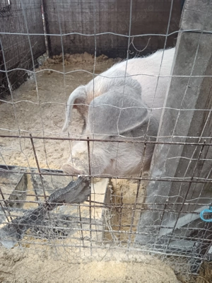 Porc de vânzare 