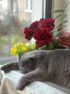 Motan British Shorthair Blue - imagine 5