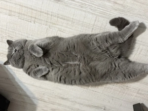 Motan British Shorthair Blue - imagine 4