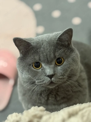 Motan British Shorthair Blue - imagine 2