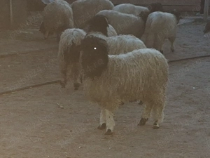 Miei de vânzare.  - imagine 5