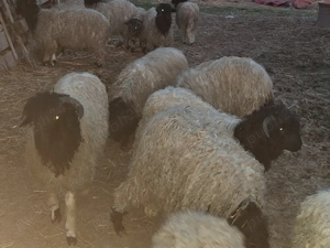 Miei de vânzare.  - imagine 4