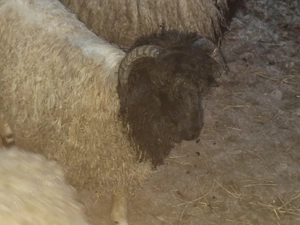 Miei de vânzare.  - imagine 3