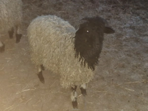 Miei de vânzare.  - imagine 2