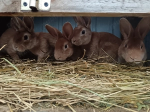 Iepuri de vânzare  - imagine 3