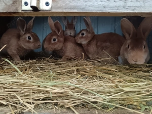 Iepuri de vânzare  - imagine 2