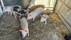 Purcei de vanzare  - imagine 2