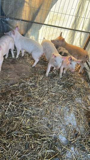 Purcei de vanzare  - imagine 4