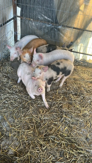 Purcei de vanzare  - imagine 3