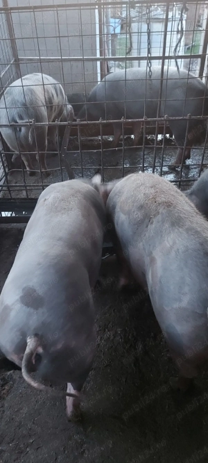Porci  de vanzare - imagine 3