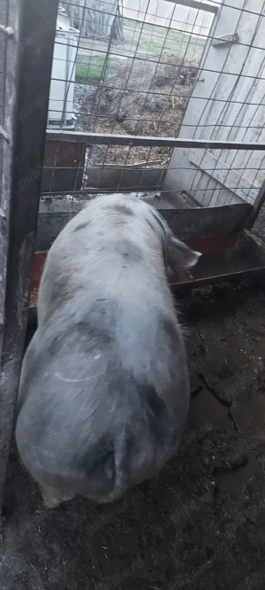 Porci  de vanzare - imagine 2