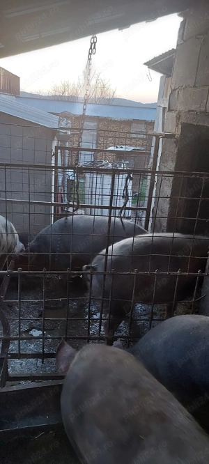 Porci  de vanzare - imagine 5