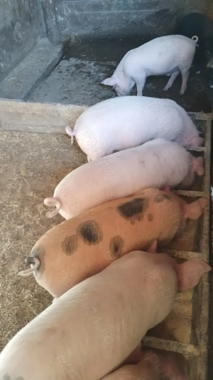 Vând purcei 10 săptămâni 