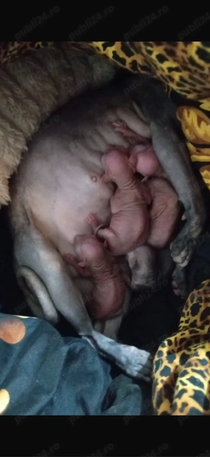 Pui Sphynx disponibili pt rezervare  - imagine 2