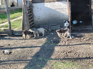 Catei husky  - imagine 2