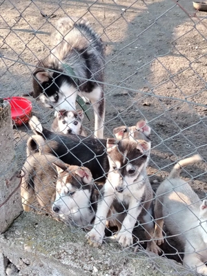 Catei husky  - imagine 3