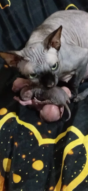 Pui Sphynx disponibili pt rezervare  - imagine 3