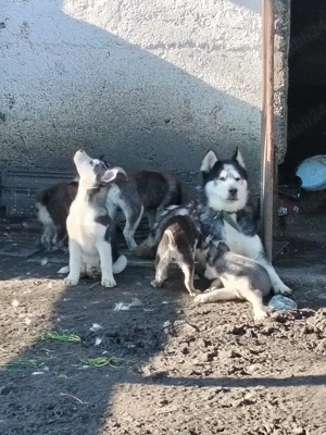 Catei husky  - imagine 4