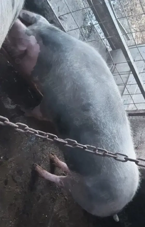 Porci  de vanzare - imagine 4