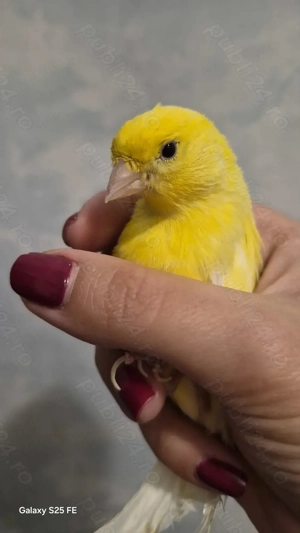 Vând 2 canari pereche - imagine 4