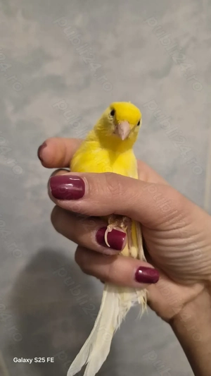 Vând 2 canari pereche - imagine 5