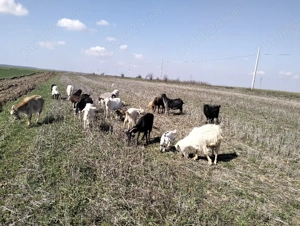 vind urgent caprite - imagine 2