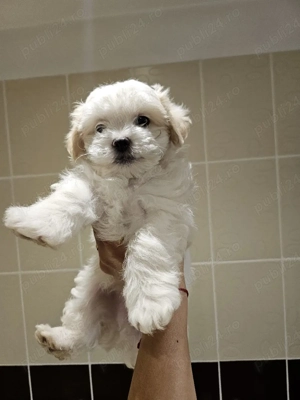 Bichon maltez 6 saptamani - imagine 4
