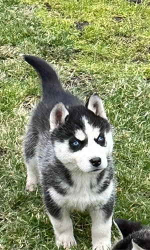 husky siberian  - imagine 2