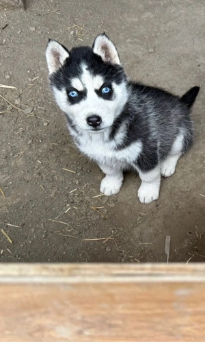husky siberian 