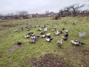 Ratoi muti  - imagine 3