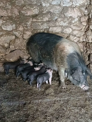 Vind scroafa cu 7 purciei 