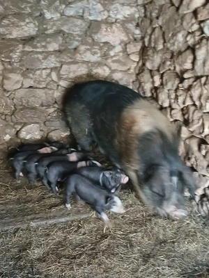 Vind scroafa cu 7 purciei  - imagine 3