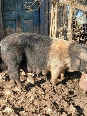 Vind scroafa cu 7 purciei  - imagine 4