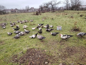 Ratoi muti  - imagine 2