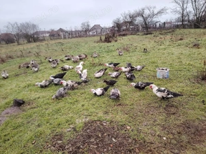 Ratoi muti  - imagine 1