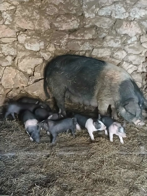 Vind scroafa cu 7 purciei  - imagine 2