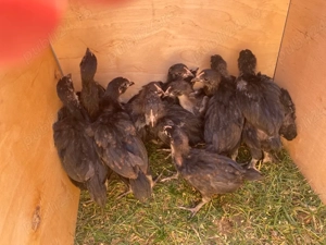 Puisori Australorpi si mixt